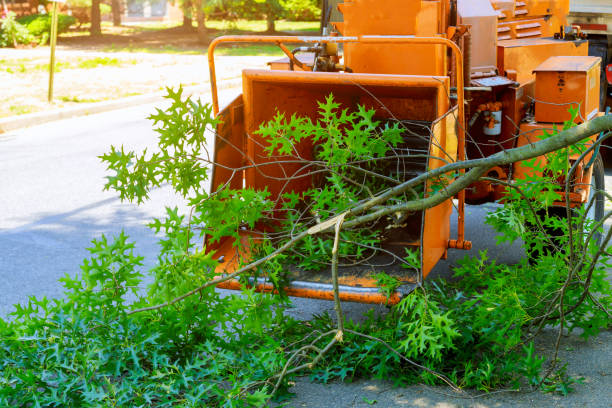 Best Tree Disease Treatment  in Rosemount, MN