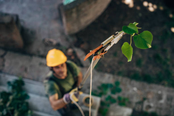 Best Arborist Consultation Services  in Rosemount, MN